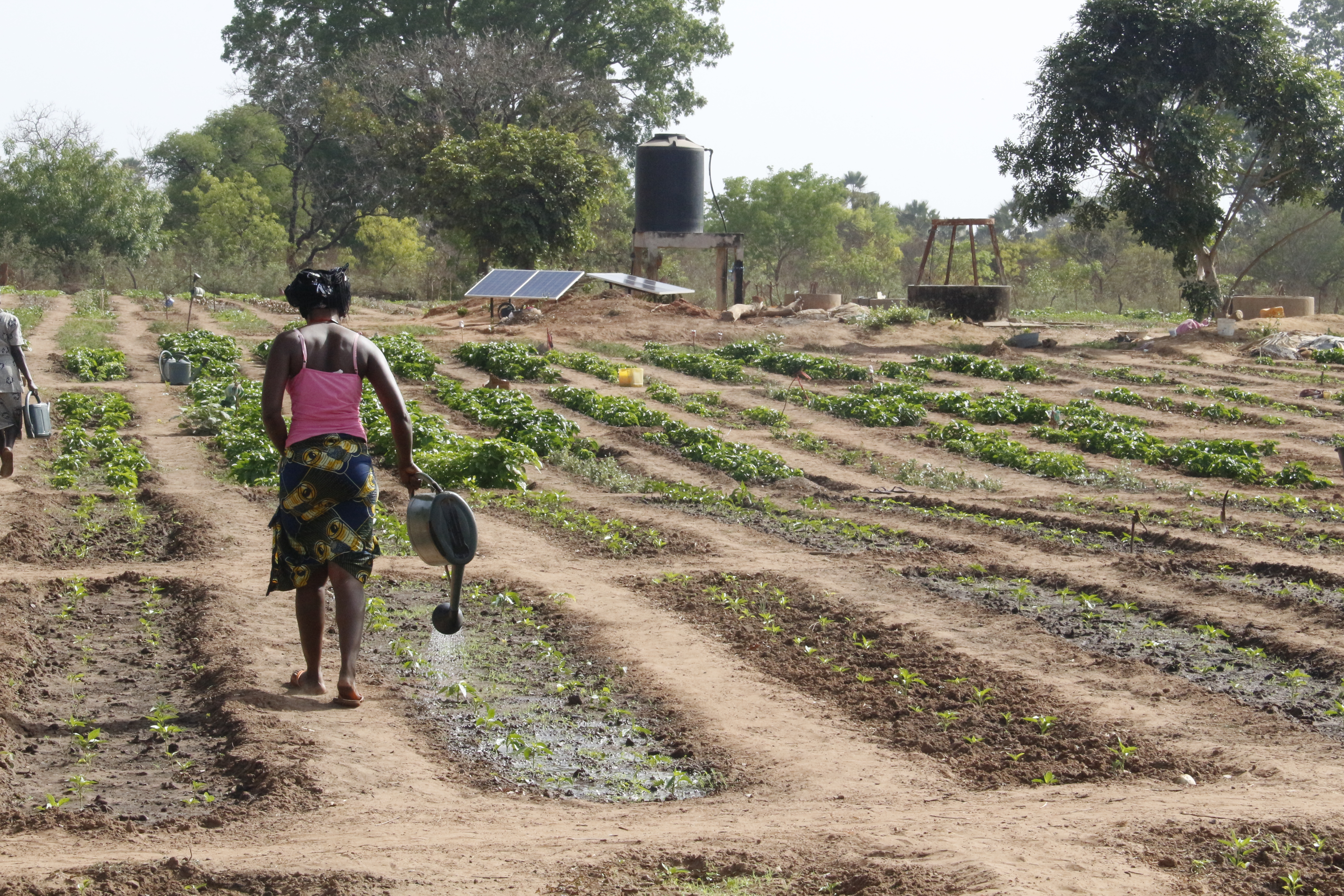 Sembrar futuro en Senegal: el reto de vivir de la tierra. Fotografía: Ana Pérez
